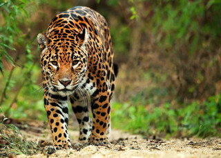 Tailor-made luxury and responsible travel to South America and beyond